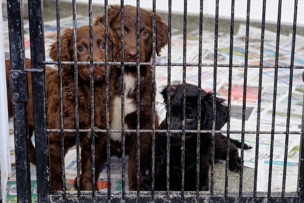 Animals Seized as part of Operation Delphin
