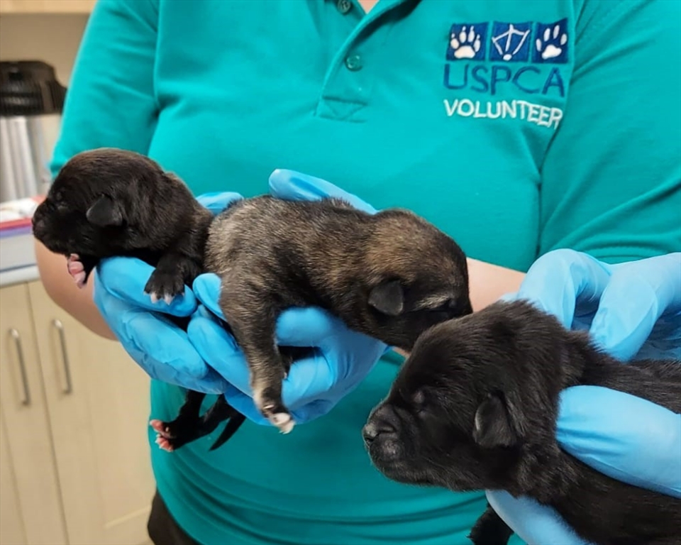 Puppies Cruelly Dumped at Roadside in County Fermanagh 