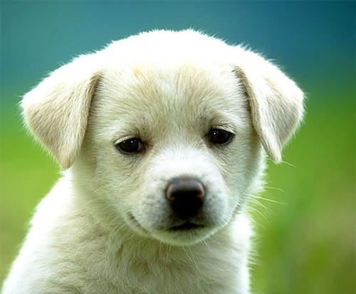 Dog Control Legislation – Dogs (Northern Ireland) Order 2011