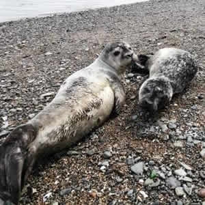 Stranded Seals 