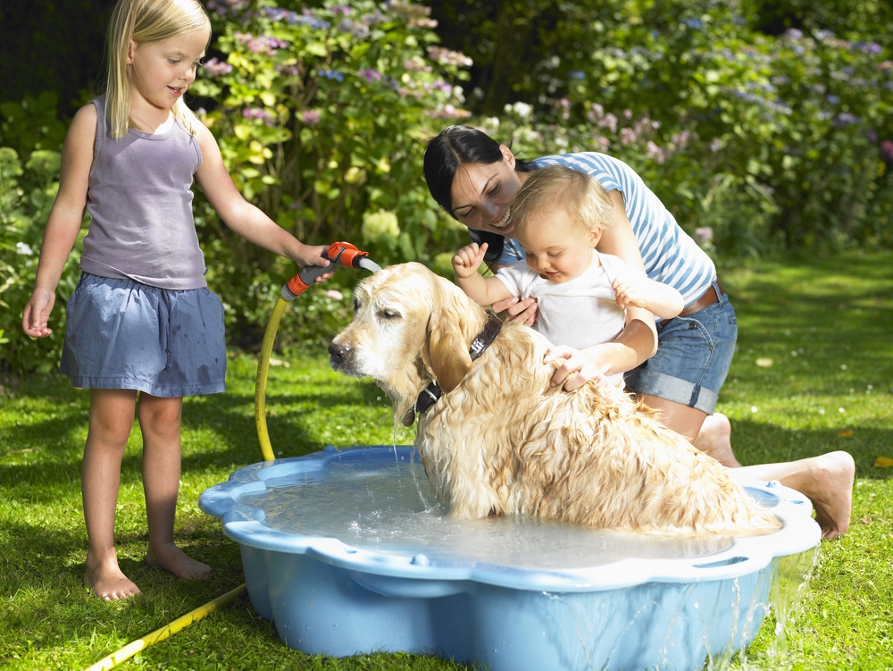 7 Tips to Help Keep Your Dog Cool This Summer