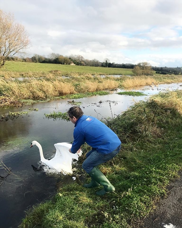 Swan Released Safely Back to Cygnets