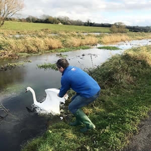 Swan Rescued and Returned Safely back to her Cygnets