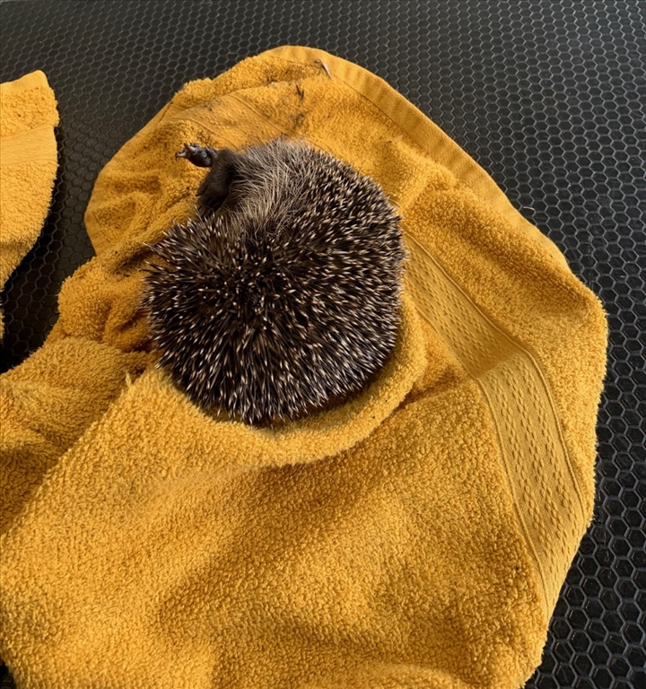 Trapped Hedgehog Rescued