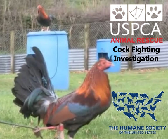 Humane Society of the United States Supports USPCA Campaign against Ireland’s Cockfighters
