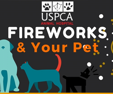 Fireworks and Your Pet