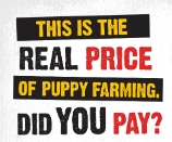 The Tragic Consequences of Puppy Farming – BBC NI Documentary Wed 15th April at 9pm