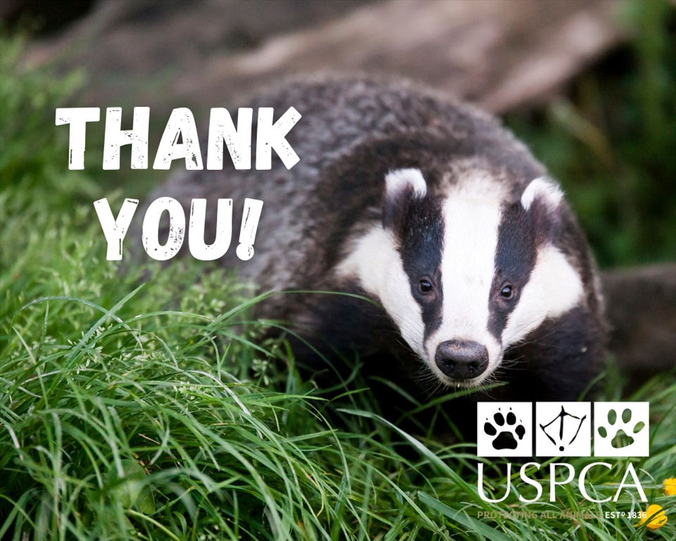 Badger Cull Petition Comes to a Close