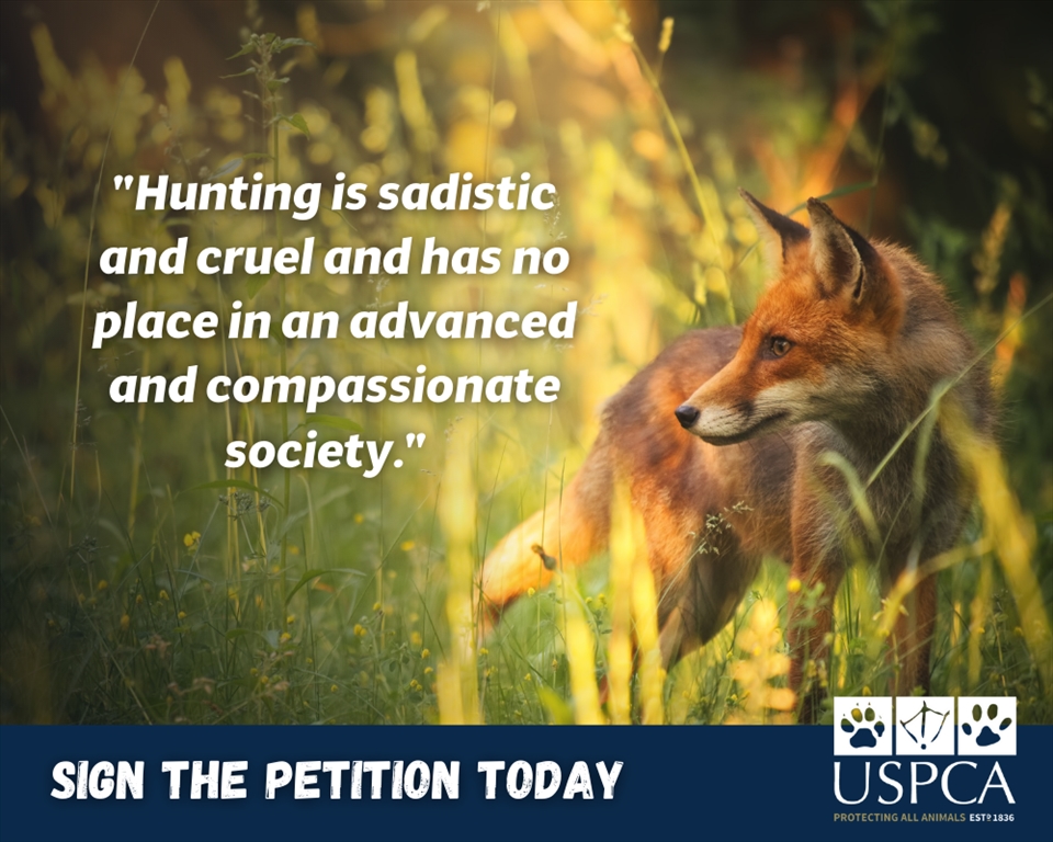Sign the Petition to Ban Hunting Wild Mammals with Dogs 