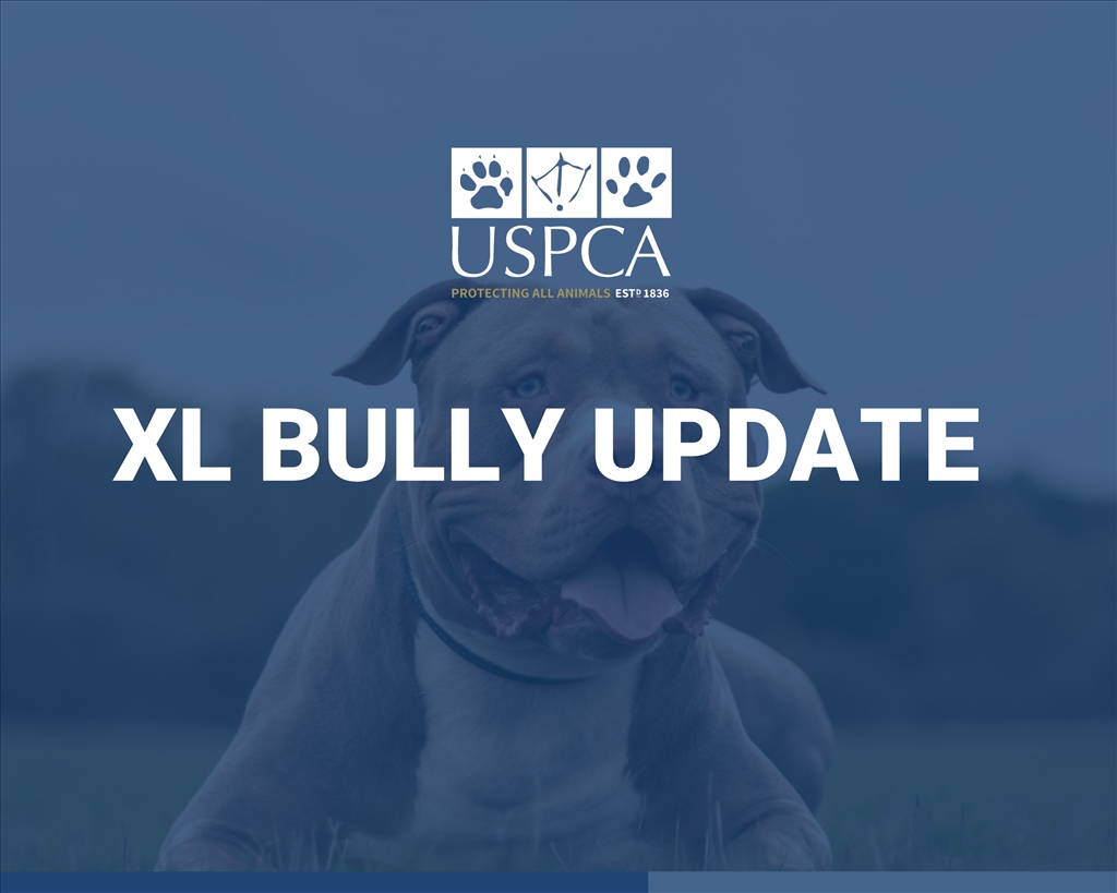 Deadlines for XL Bully Restrictions Announced