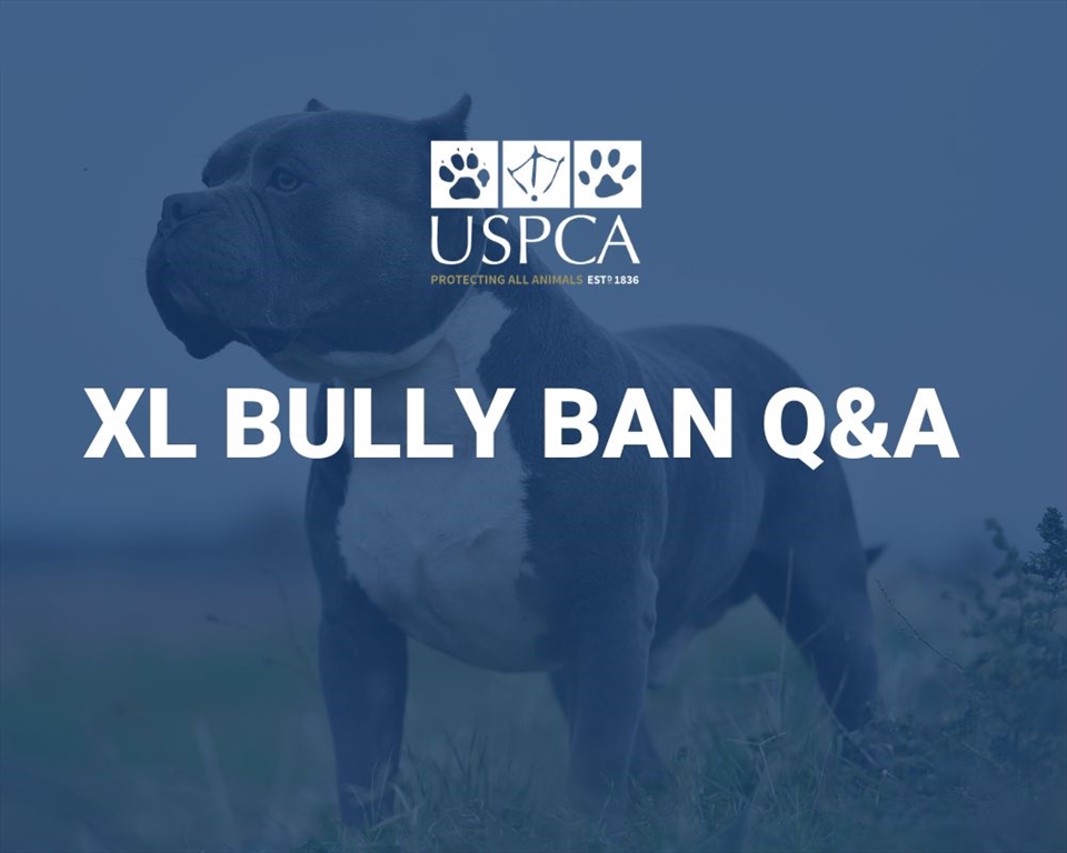 XL Bully Dog Ban Q&A