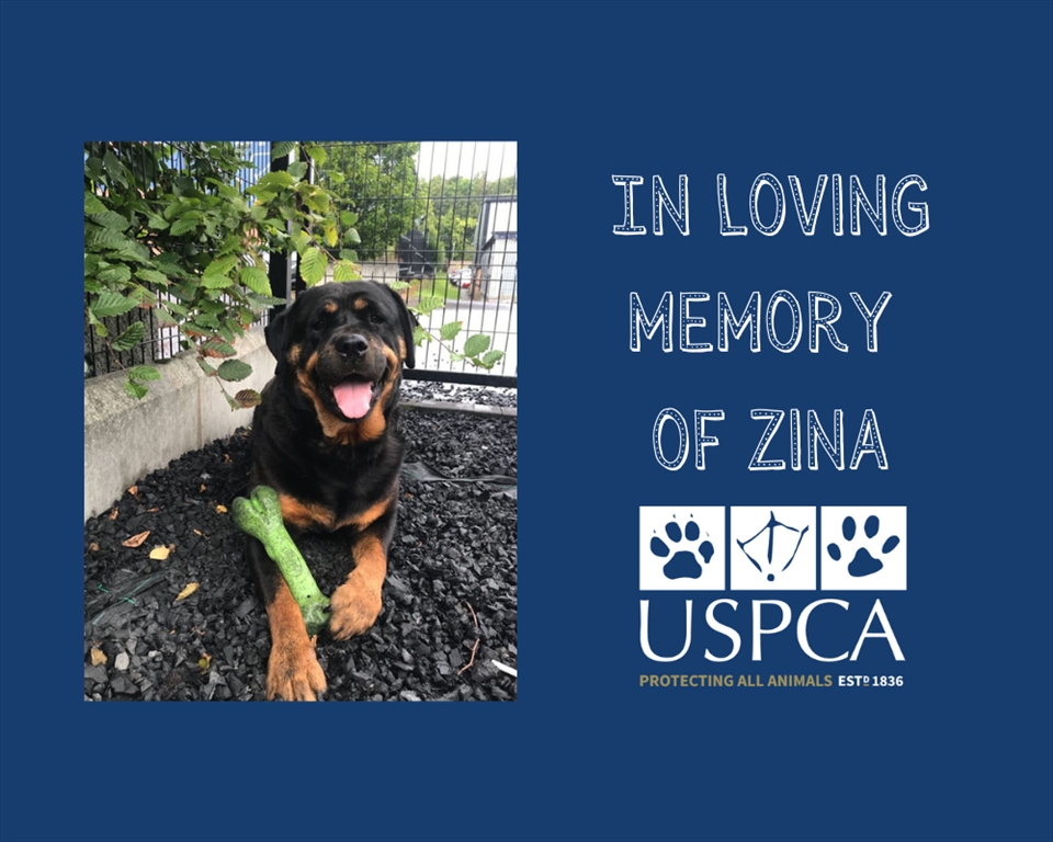 In Loving Memory of USPCA Rescue Zina 